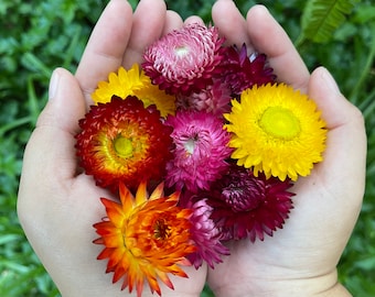 150 Dried Strawflowers Wedding Decor Dried Flower DIY Supply helichrysum everlasting flower strawflowers heads Dried Strawflower