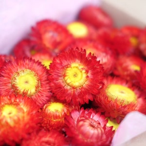 50 Dried Straw Flowers Red Dried Flower DIY Supply helichrysum everlasting flower strawflowers heads Dried Strawflower