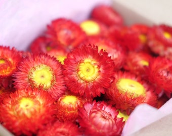 50 getrocknete Strohblumen rote getrocknete Blume DIY Supply helichrysum immerwährende Blume Strohblumen Köpfe getrocknete Strohblume