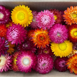 200 Dried Multicolor Strawflowers Wedding Decor Dried Flower DIY Supply everlasting flower strawflowers heads Dried Strawflower