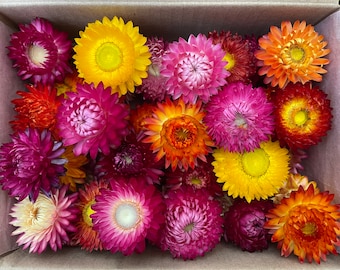 200 Dried Multicolor Strawflowers Wedding Decor Dried Flower DIY Supply everlasting flower strawflowers heads Dried Strawflower