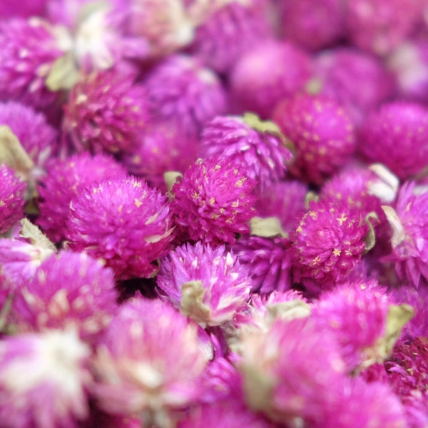 200 Dried Globe Amaranth Flower DIY supply Everlasting flower Gomphrena Globosa Amaranth Flower Small dried flowers