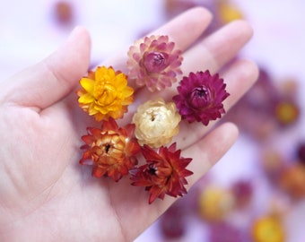 200 winzige Strohblumen getrocknete Blume DIY Versorgung helichrysum ewige Blume Strohblumen Köpfe getrocknete Strohblume