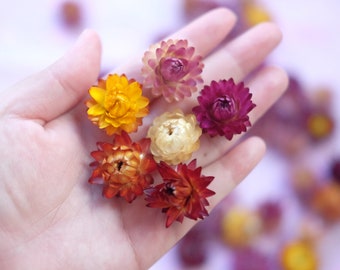 200 Tiny Straw Flowers Dried Flower DIY Supply helichrysum everlasting flower strawflowers heads Dried Strawflower