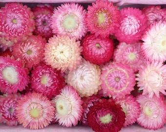 50 Dried Straw Flowers Pink Dried Flower DIY Supply helichrysum everlasting flower strawflowers heads Dried Strawflower