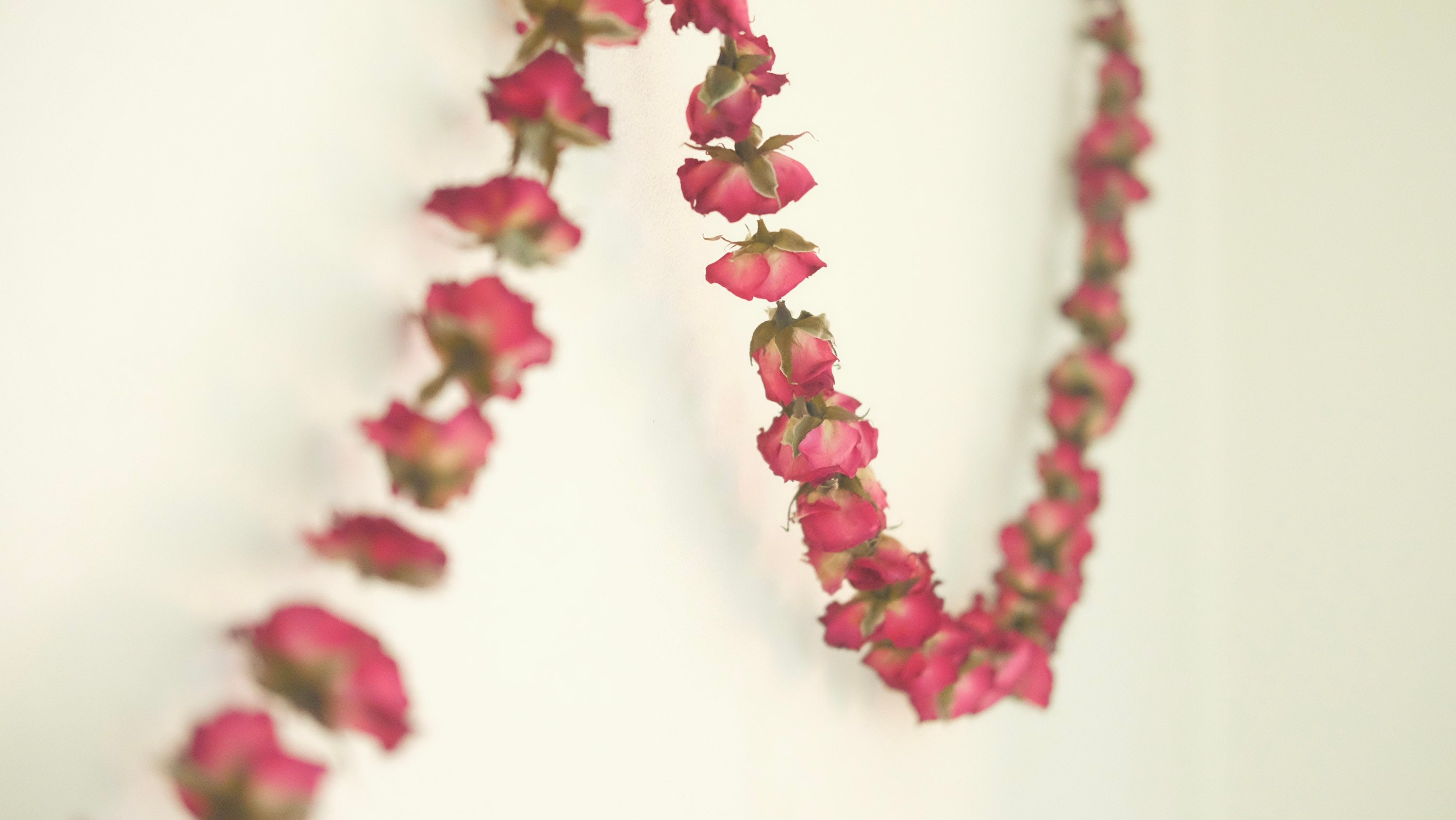 Cuidado de Hortensias y Pendientes de Reina, image size:3000x1690