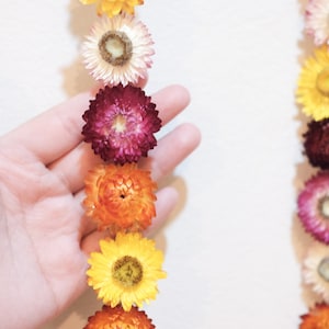 Set of 3 strings 4ft Medium-Size Dried Strawflower garland, Dried Strawflowers garland, Everlasting flower garland, Wedding decor