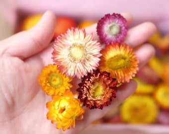 200 Various size of dried strawflowers 1.5-5 cm Dried Flower DIY Supply helichrysum everlasting flower strawflowers heads Dried Strawflower