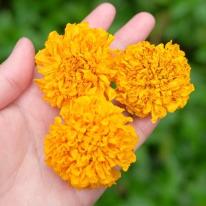 200 Dried Large Size Marigold Flowers Wedding Decor Dried Flower DIY Supply Dried Calendula Flower Altar Decoration