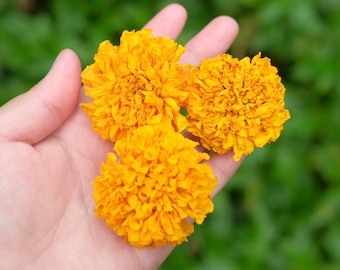 200 Dried Large Size Marigold Flowers Wedding Decor Dried Flower DIY Supply Dried Calendula Flower Altar Decoration
