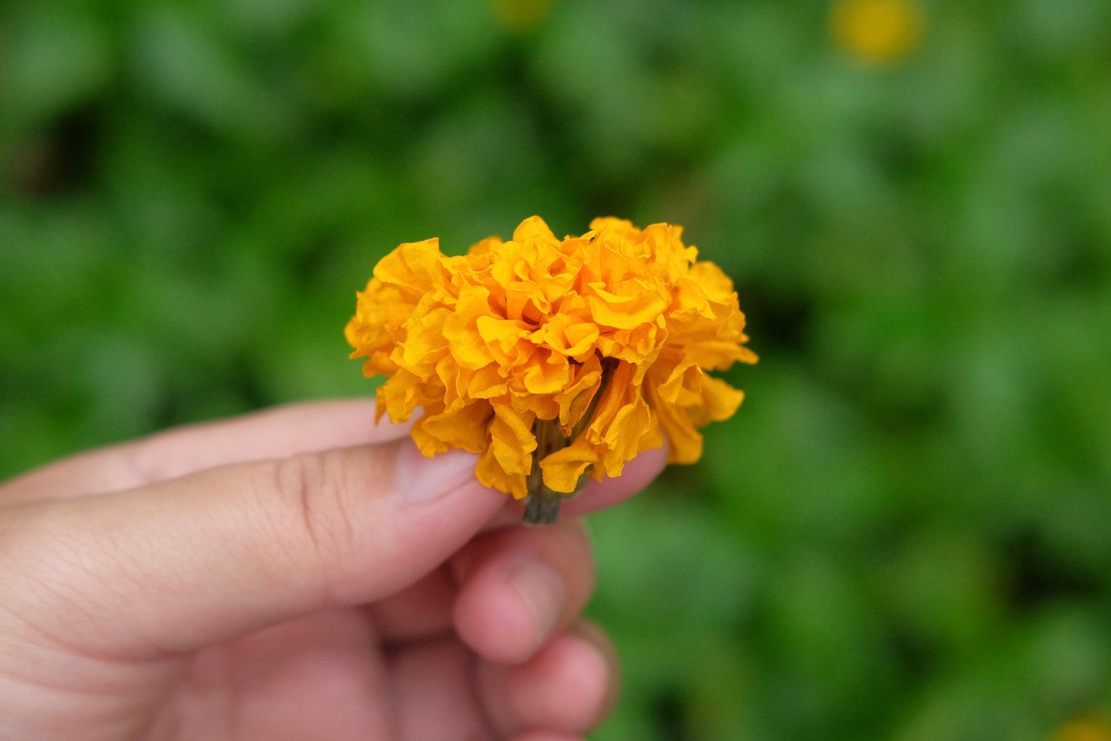 40 Dried Large Size Marigold Flowers Wedding Decor Dried Etsy