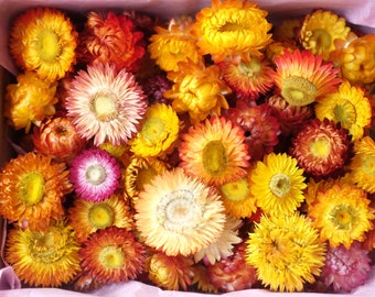 100 Various size of dried strawflowers 1.5-5 cm Dried Flower DIY Supply helichrysum everlasting flower strawflowers heads Dried Strawflower