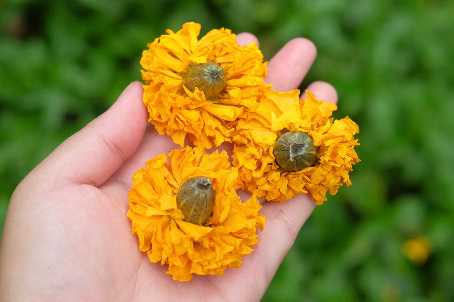 40 Dried Large Size Marigold Flowers Wedding Decor Dried Etsy