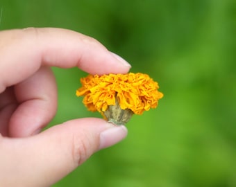 100 Dried Small Marigold Flowers Wedding Decor Dried Flower DIY Supply Dried Calendula Flower Altar Decoration