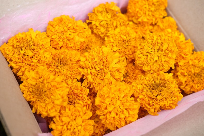 40 Dried Large Size Marigold Flowers Wedding Decor Dried Etsy