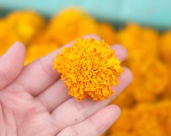 60 Dried Medium Size Marigold Flowers Wedding Decor Dried Flower DIY Supply Dried Calendula Flower Altar Decoration