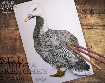 Emperor Goose Art Print Sketch - Etsy