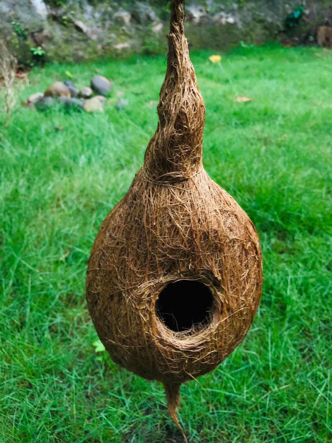 Bird Nest Made With Coconut Coir and Shell. Etsy