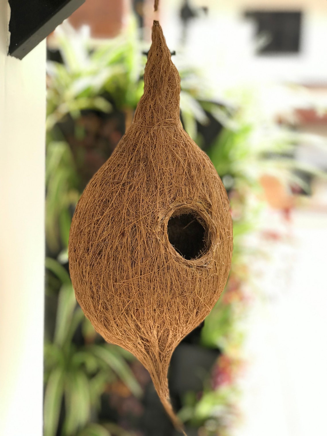 Bird Nest Made With Coconut Coir and Shell. Etsy
