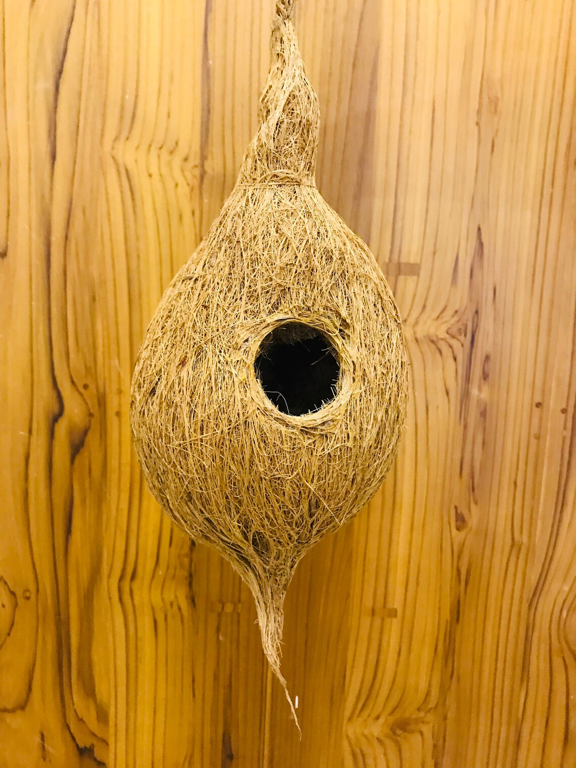 Bird Nest Made With Coconut Coir and Shell. Etsy