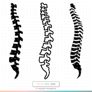 Spine Svg, Spinal Cord Png, Skeleton Clipart, Bones Dxf, Anatomy Eps, Physiotherapy Cricut, Physical Therapy Cut File, PT Silhouette