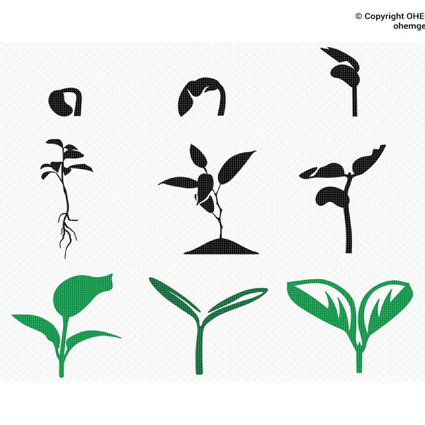 Young Plant Svg, Young Seedling Png, Seedling Clipart, Seedling Dxf, Young Plant Eps, Young Plant Cricut, Seedling Cut File, Plant Svg