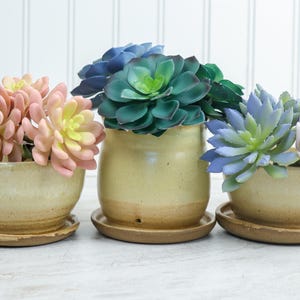 Puede incluir: Tres macetas de cerámica con platillos a juego, cada una con una suculenta de diferente color. Las suculentas son rosas, azul-verdes y azul-púrpuras. Las macetas son beige con base marrón.