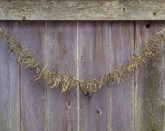 Primitive Colonial Southern Leather Britches  Dried Green Bean Garland