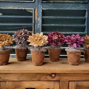 May include: A collection of seven small potted flowers in various colors, including gold, purple, and burgundy. The flowers are set in small, textured, burlap-wrapped pots. The arrangement sits on a wooden surface against a backdrop of weathered, green shutters.