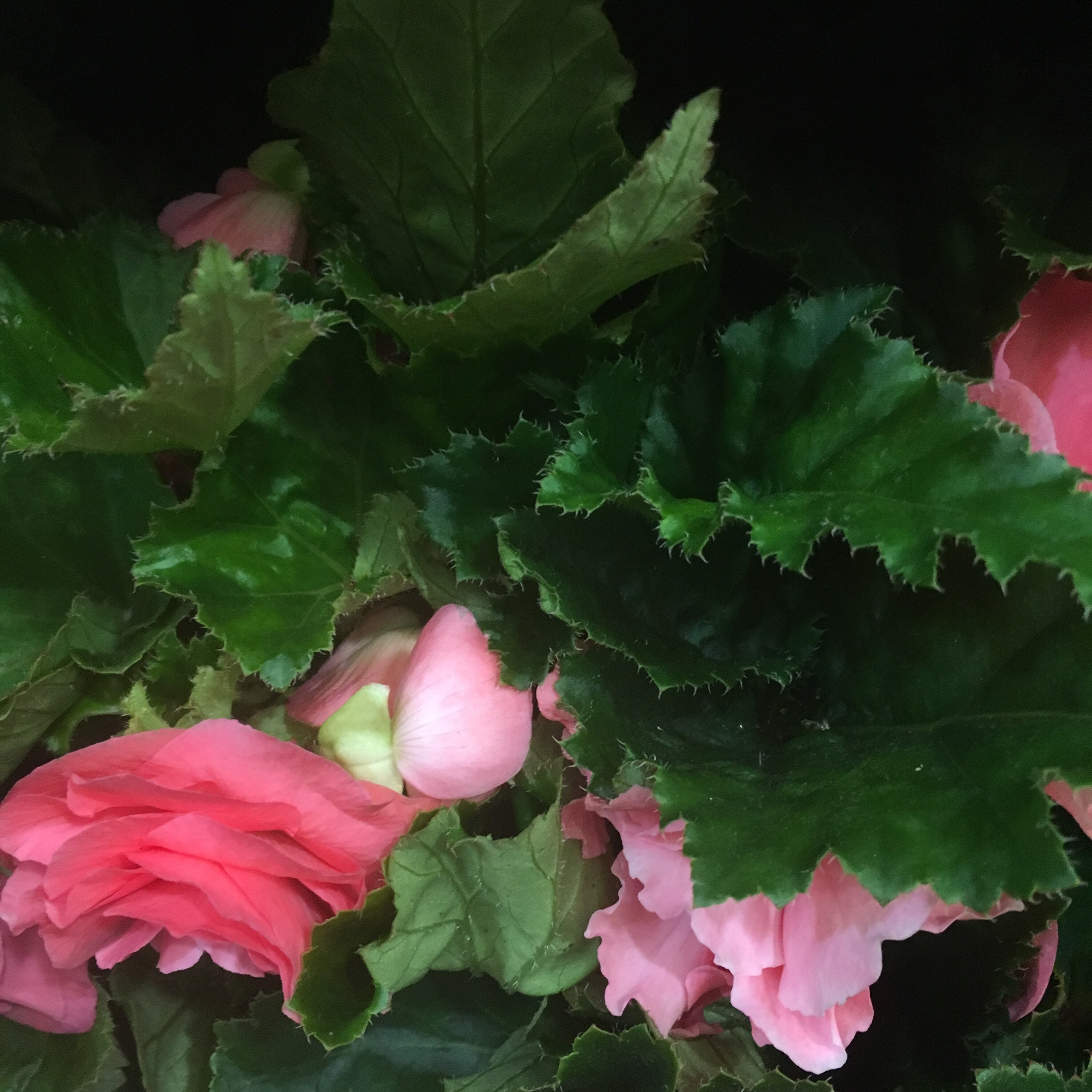 Mixed Begonia Corms Half Hardy To Plant Yourself Free UK Etsy