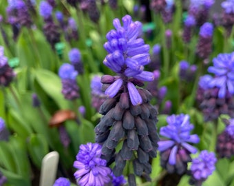 Grape Hyacinth muscari Latifolium 5 or 50 Bulbs Free - Etsy UK
