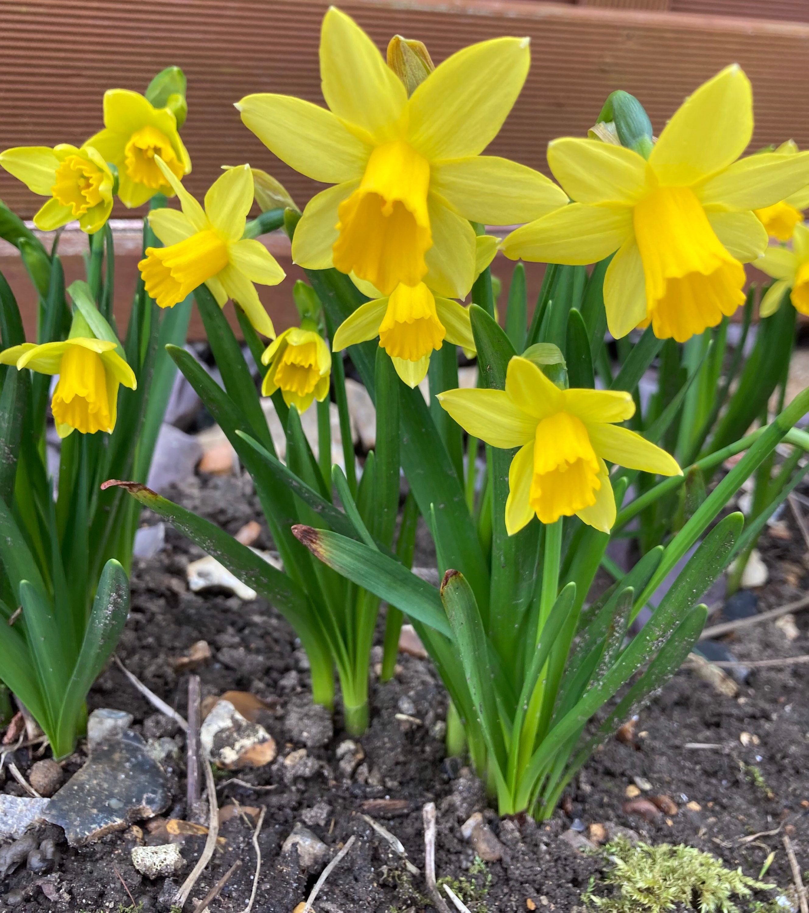 Dwarf Daffodil Bulbs 'teteatete' 5 20 or 30 Bulbs Etsy UK