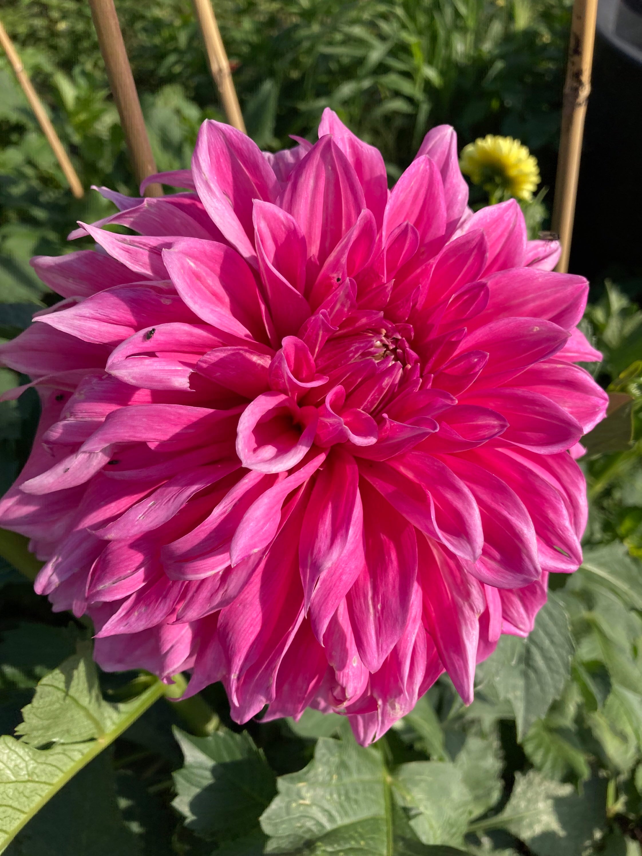 Dinnerplate Dahlia Tubers mixed Colours and Sizes Free UK Postage