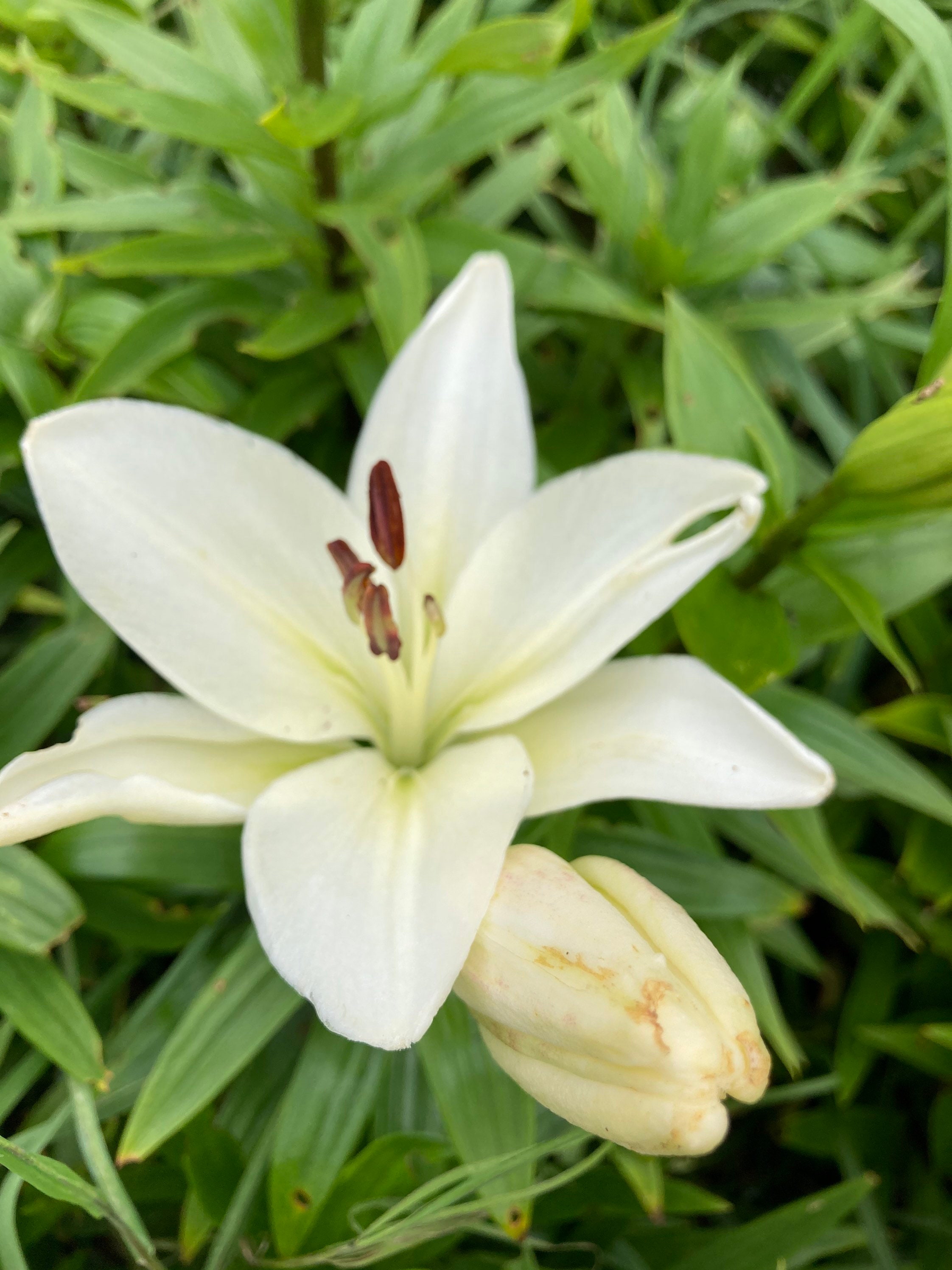 White Tiger Lily 3 Bulbs Free Delivery Within the UK Etsy