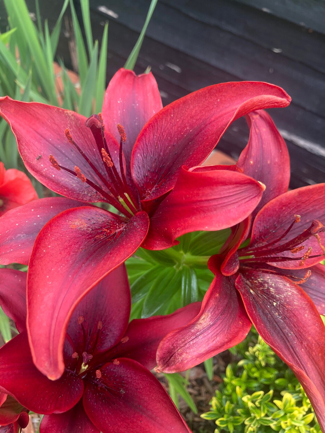Red Tiger Lily 3 Bulbs Free Delivery Within the UK Etsy