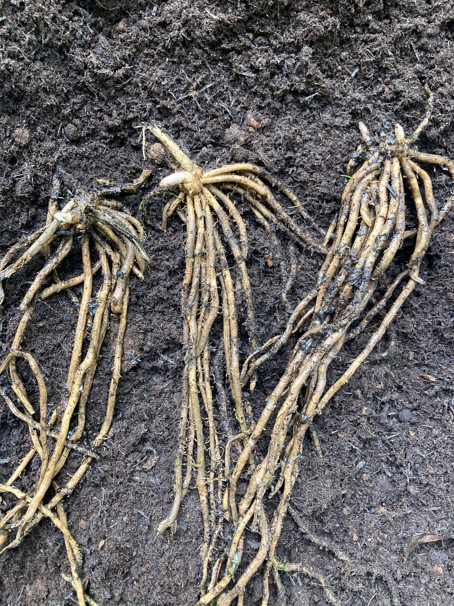 Asparagus 3 crowns Free delivery within the UK | Etsy