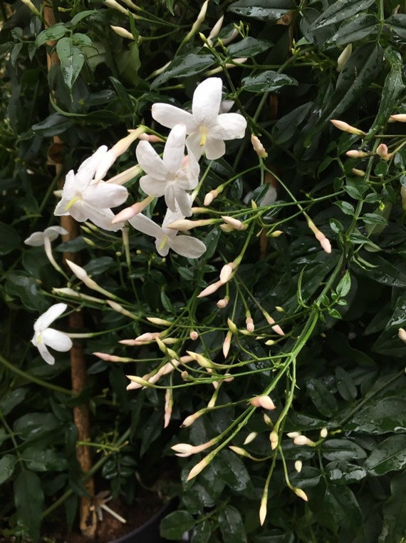 Large Jasmine Plant Fragrant Climbing or 3 Plants in -