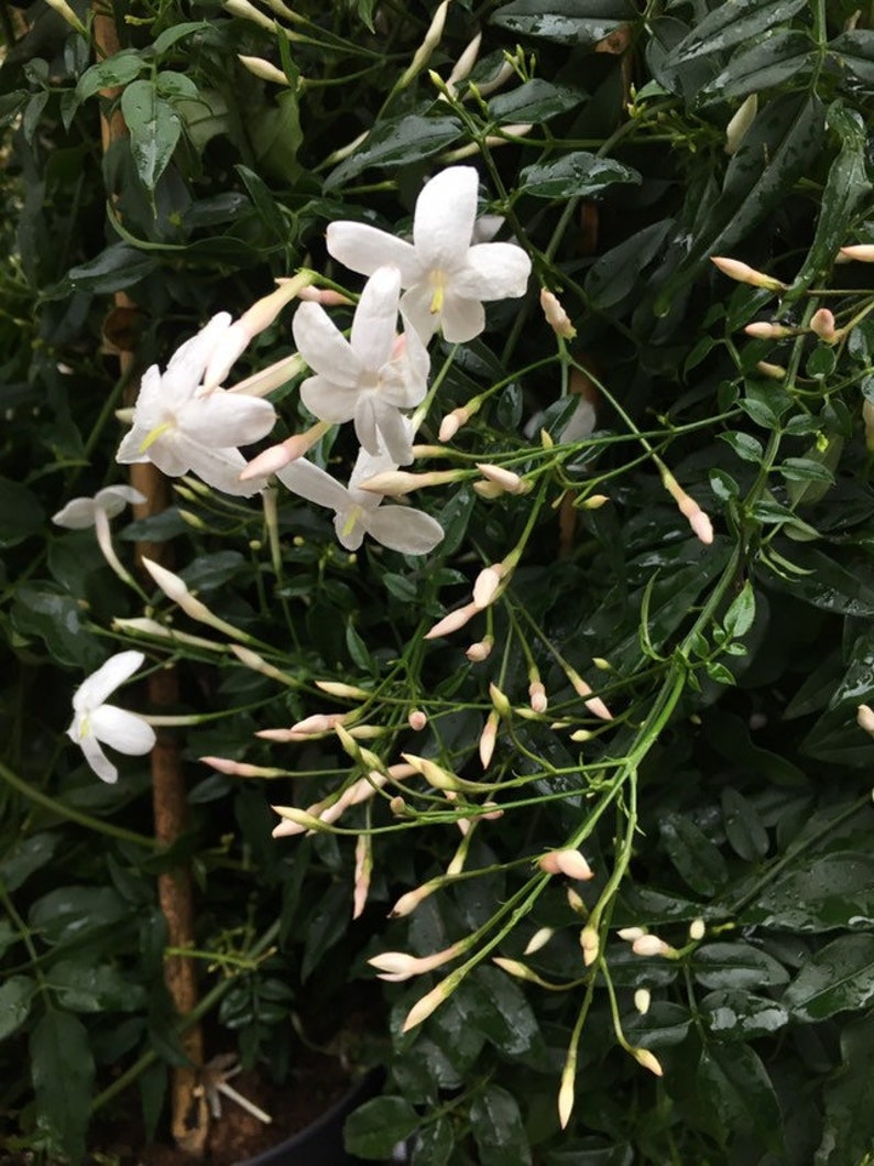 Jasmine Plant Fragrant Climbing 1 2 or 3 plants in 2cm Etsy