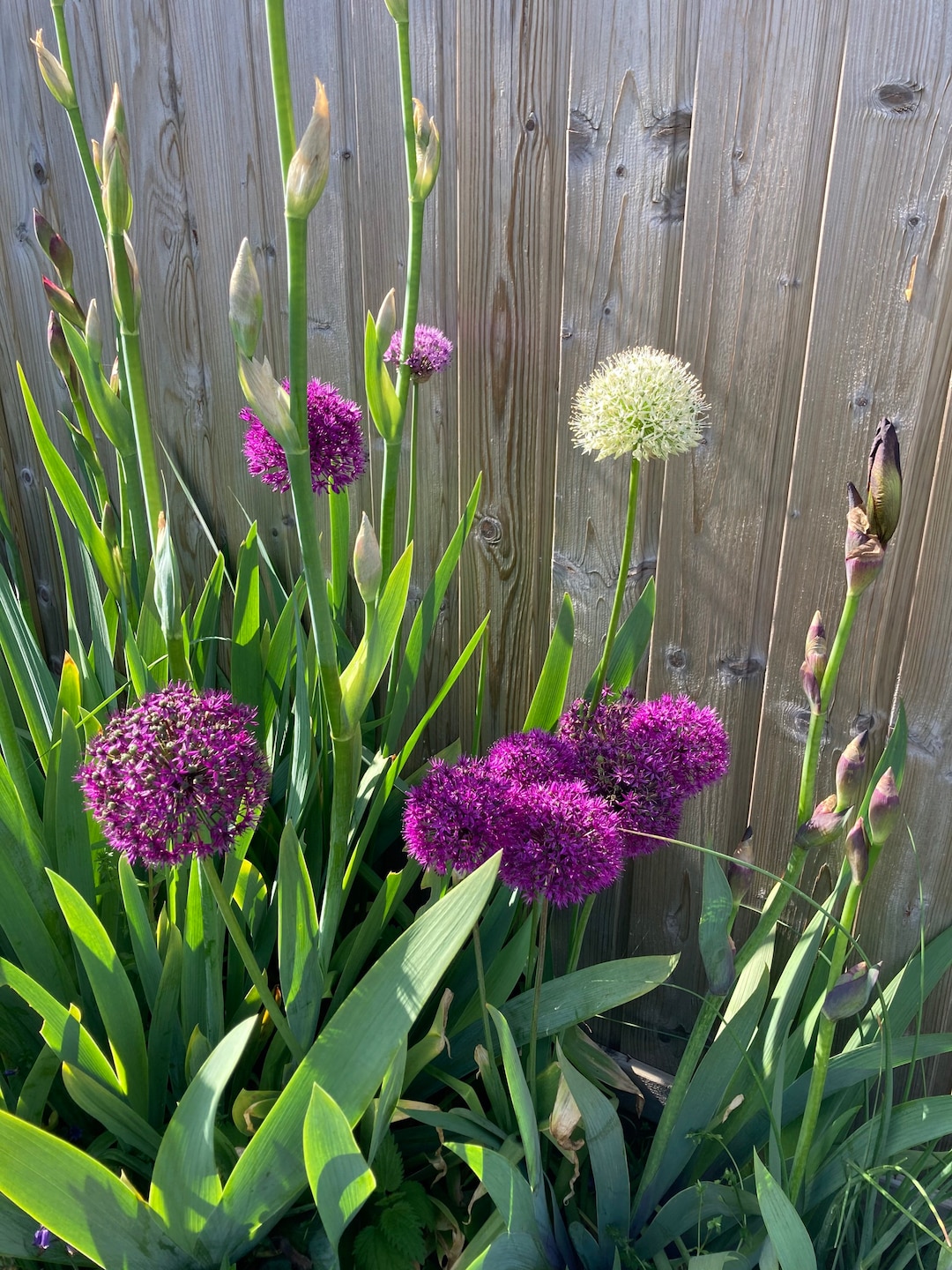 20 Mixed Alliums Bulbs Ornamental Varieties Free Postage UK Etsy France