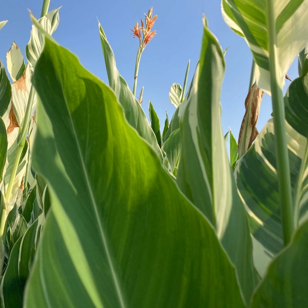 Canna Lily 'Stuttgart' with striped leaves - 1 or 2 tubers - Free delivery within the UK