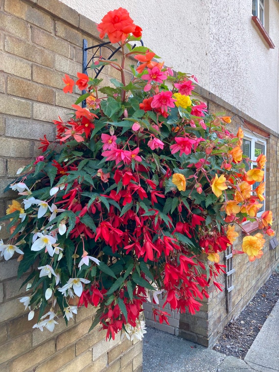 Trailing begonias on sale