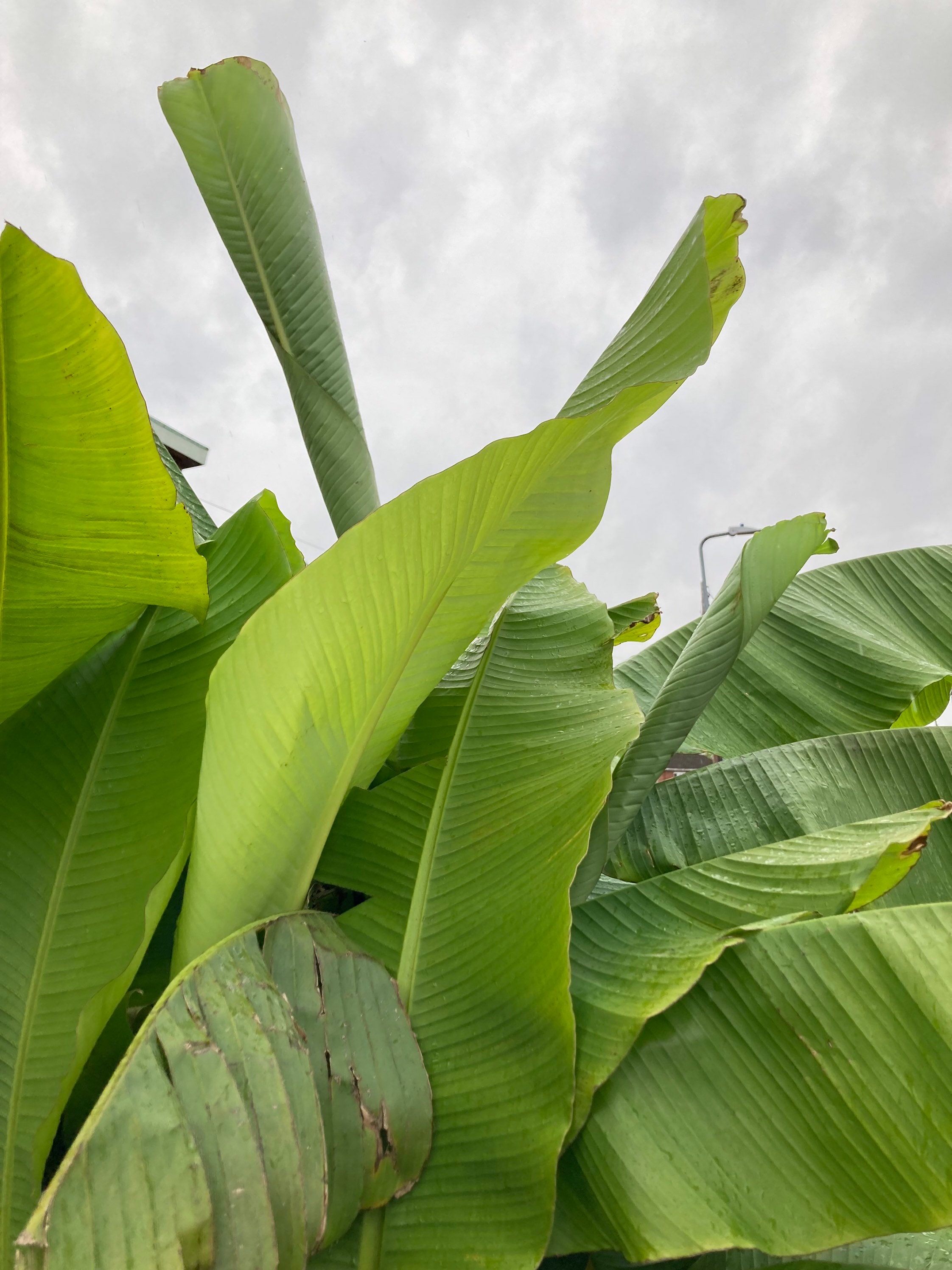 Hardy Banana Plant 80 Cm Height Free Delivery Within the UK Etsy UK