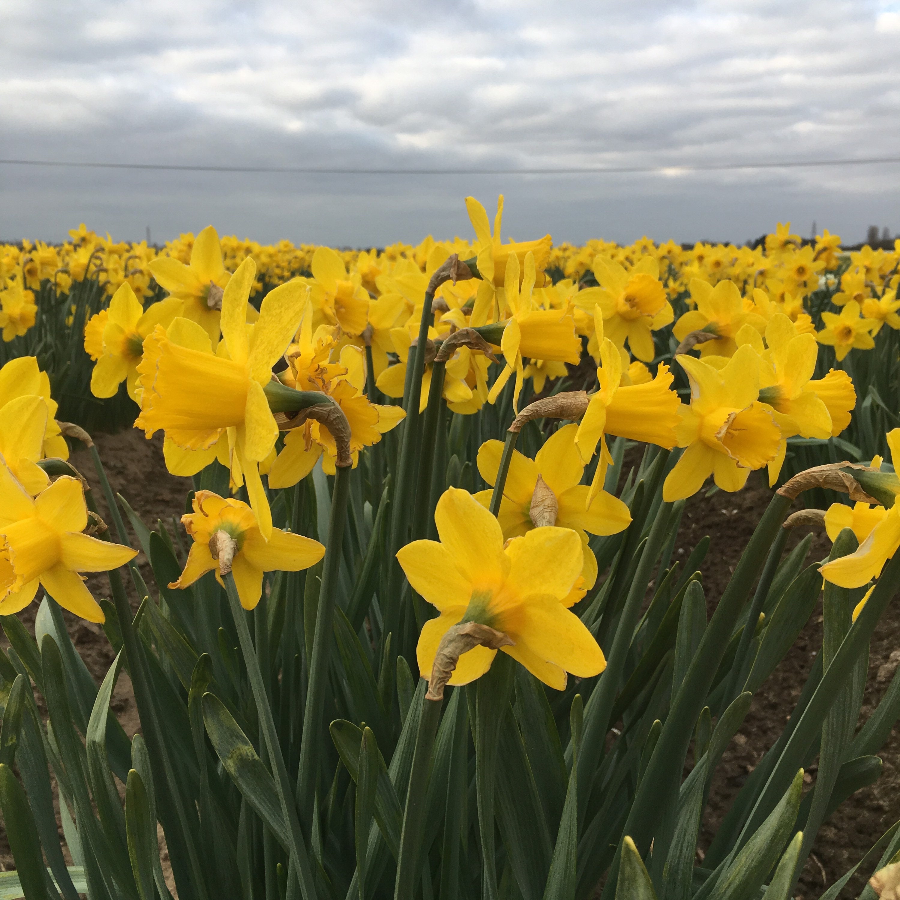 Daffodil Bulbs 'carlton' Largecupped 10, 30 or 50 Bulbs Free Delivery
