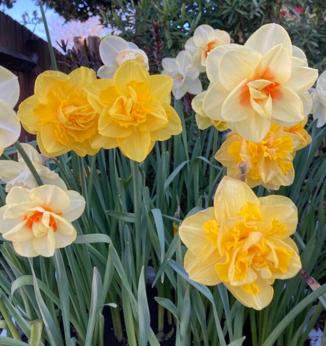 25 Kg Sack of Daffodil Bulbs Mixed Varieties Free Delivery Etsy