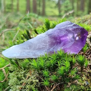 Può includere: Un cristallo di ametista grezza, che mostra una sfumatura di colori dal trasparente al viola intenso. Il cristallo poggia su un letto di muschio verde brillante, con uno sfondo sfocato di foresta.
