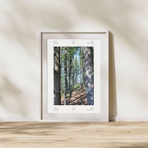 Digital Photo Print | Washington Photo Print | PNW Photo | Wall Art | Wall Decor | Photography Print | Forest Print | Forest Photo |