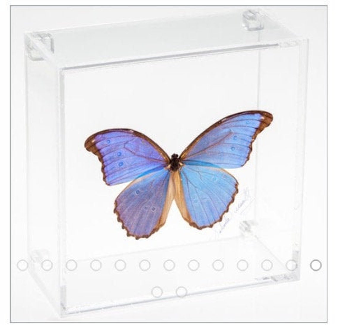 6x6 Acrylic Butterfly Case Etsy