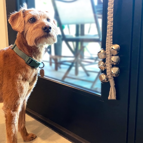 How To Use A Bell To Potty Train A Dog