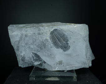 Trilobite / Elrathia Kingii / Wheeler Shale, Utah / Middle Cambrian Fossil Specimen