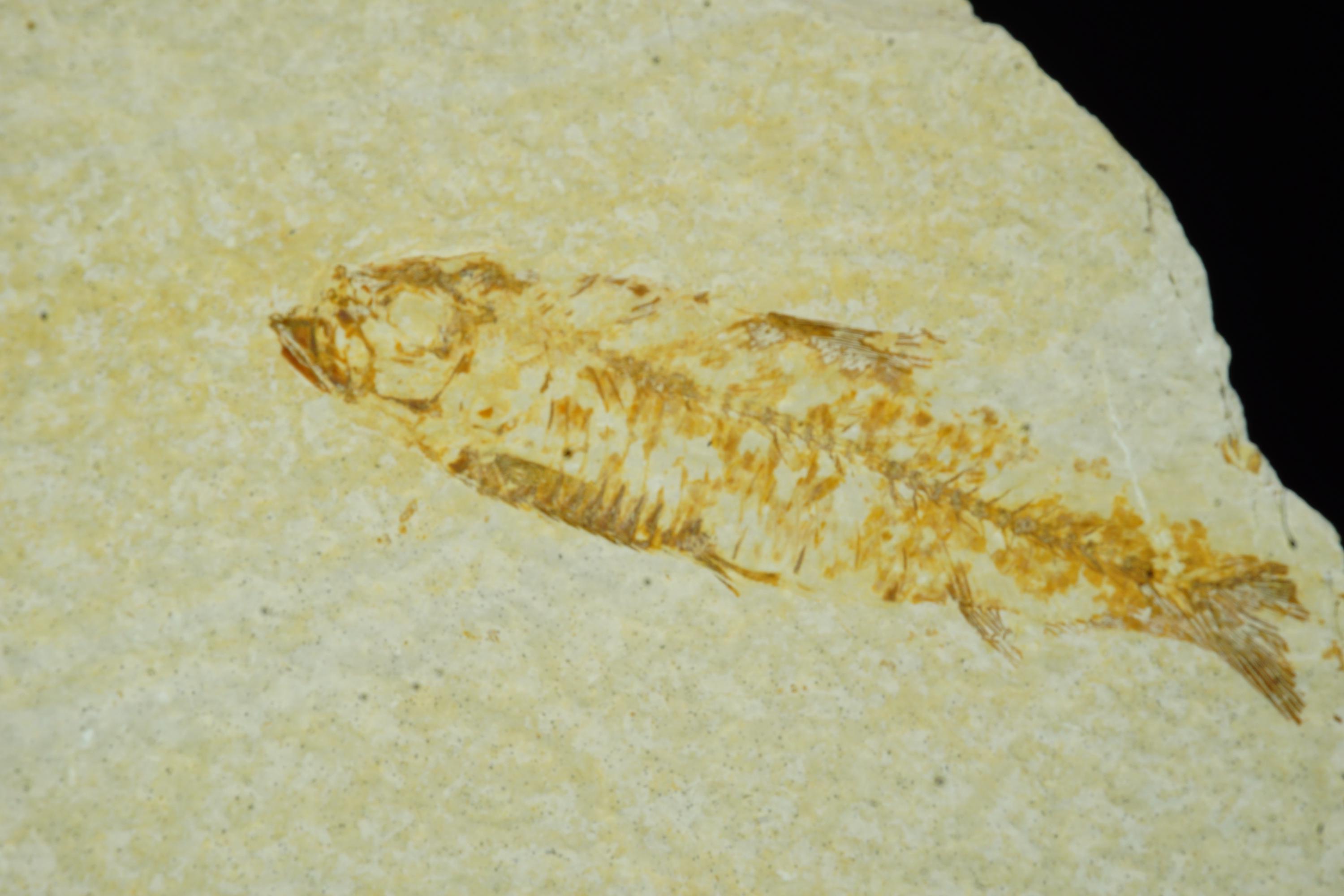 化石魚 / ナイティア エオカエナ / ワイオミング州ケマーラー